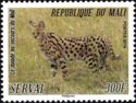 Serval (Leptailurus serval)