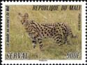Serval (Leptailurus serval)