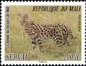 Serval (Leptailurus serval)