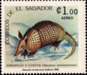 Nine-banded Armadillo (Dasypus novemcinctus)