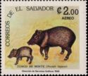 Collared Peccary (Pecari tajacu)