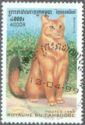 Somalian Cat (Felis silvestris catus)