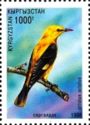 Golden Oriole (Oriolus oriolus)