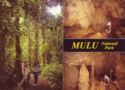 Mulu National Park. Walk to deer Cave. Lang's Cave