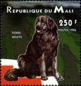 Newfoundland Dog (Canis lupus familiaris)