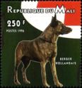 Dutch Shepherd Dog (Canis lupus familiaris)
