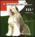 Old English Sheepdog/Bobtail (Canis lupus familiaris) 