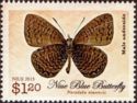 Niue Blue (Nacaduba niueensis)
