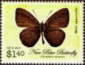 Niue Blue (Nacaduba niueensis)