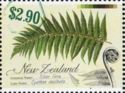 Silver Fern (Cyathea dealbata)