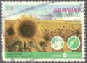 Girasol or Sunflower (Helianthus annuus)