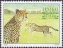 Cheetah (Acinonyx jubatus)