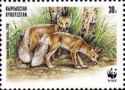 Corsac Fox (Vulpes corsac), Two Foxes