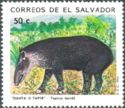 Central American Tapir (Tapirus bairdii)