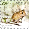 Small Five-toed Jerboa (Allactaga elater)