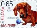 Dachshund (Canis lupus familiaris)