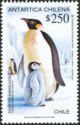 Emperor Penguin (Aptenodytes forsteri)