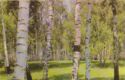 Melichovo. Birch Grove