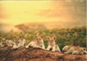 Lion cubs
