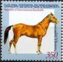 Karabakh Horse (Equus ferus caballus)