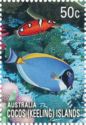 Powder Blue Tang (Acanthurus leucosternon)