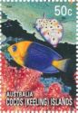 Yellowhead Angelfish (Centropyge joculator)