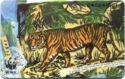 WWF - Tiger (Tiger)