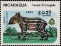 Central American Tapir (Tapirus bairdii)- Juvenile