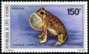 Square-marked Toad (Bufo regularis)