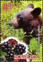 Brown Bear (Ursus arctos), Blackberries