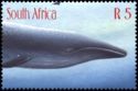 Blue Whale (Balaenoptera musculus)
