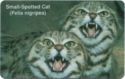 Small-Spotted Cat (NAEI - Ø)