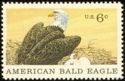 Bald Eagle (Haliaeetus leucocephalus)