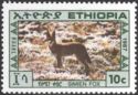 Ethiopian Wolf (Canis simensis)