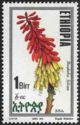Kniphofia foliosa