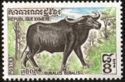 Water Buffalo (Bubalus bubalis)