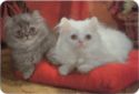 Two Kittens on Red Pillow