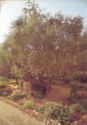 Jerusalem. Garden of Gethsemane