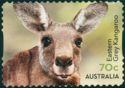 Eastern Grey Kangaroo (Macropus giganteus)