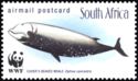 Cuvier's Beaked Whale (Ziphius cavirostris)