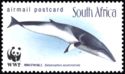 Antarctic Minke Whale (Balaenoptera acutorostrata)