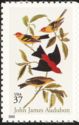 Scarlet Tanager (Piranga olivacea), Western Tanager (Piranga