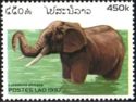 African Elephant (Loxodonta africana)