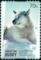 White Husky (Canis lupus familiaris)