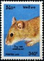 Rat (Rattus sp.)