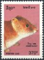 Rat (Rattus sp.)