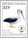 Pink-backed Pelican (Pelecanus rufescens)