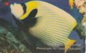 Emperor Angelfish