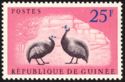Helmeted Guineafowl (Numida meleagris)