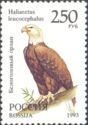 Bald Eagle (Haliaeetus leucocephalus)